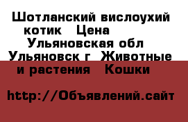 Шотланский вислоухий котик › Цена ­ 5 000 - Ульяновская обл., Ульяновск г. Животные и растения » Кошки   